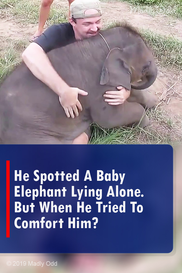 He Spotted A Baby Elephant Lying Alone. But When He Tried To Comfort Him?