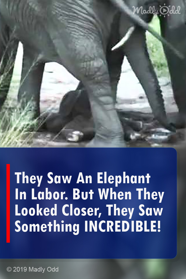 They Saw An Elephant In Labor. But When They Looked Closer, They Saw Something INCREDIBLE!