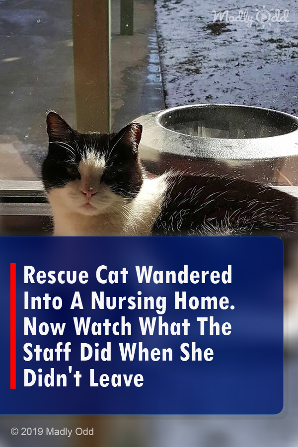 Rescue Cat Wandered Into A Nursing Home. Now Watch What The Staff Did When She Didn\'t Leave