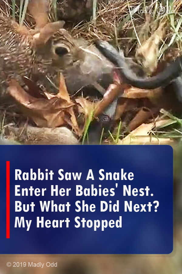Rabbit Saw A Snake Enter Her Babies\' Nest. But What She Did Next? My Heart Stopped