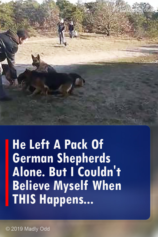 He Left A Pack Of German Shepherds Alone. But I Couldn\'t Believe Myself When THIS Happens...