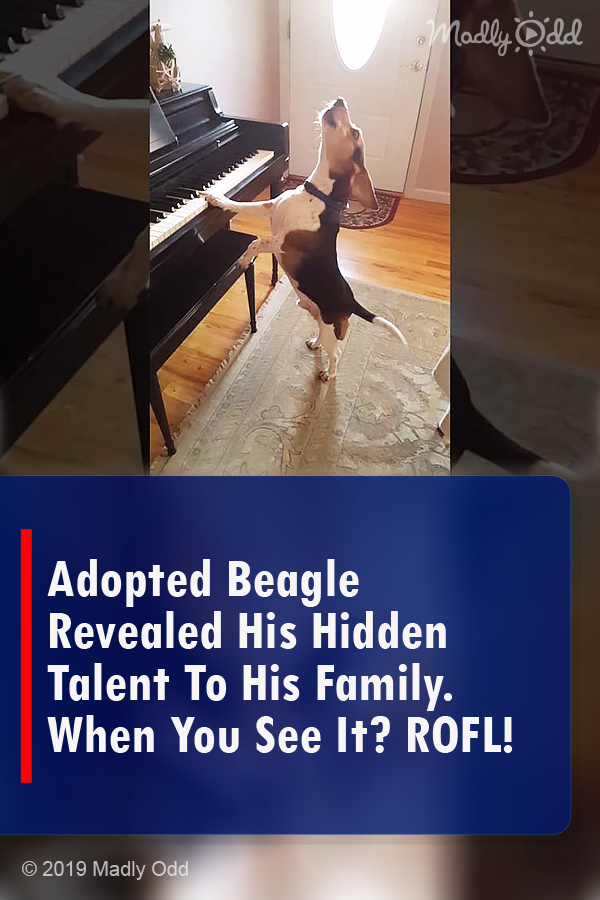 Adopted Beagle Revealed His Hidden Talent To His Family. When You See It? ROFL!