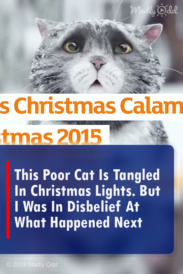 This Poor Cat Is Tangled In Christmas Lights. But I Was In Disbelief At What Happened Next