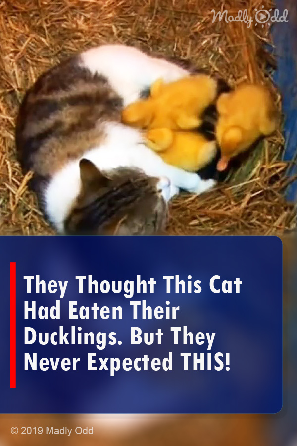 They Thought This Cat Had Eaten Their Ducklings. But They Never Expected THIS!