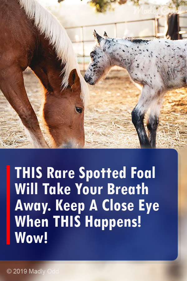 THIS Rare Spotted Foal Will Take Your Breath Away. Keep A Close Eye When THIS Happens! Wow!