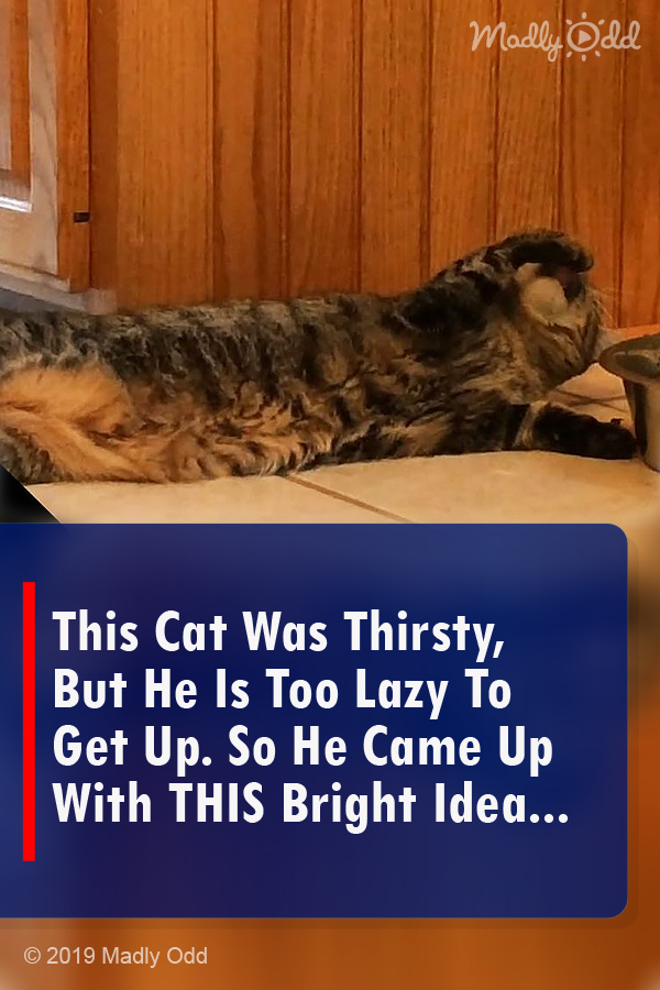 This Cat Was Thirsty, But He Is Too Lazy To Get Up. So He Came Up With THIS Bright Idea...
