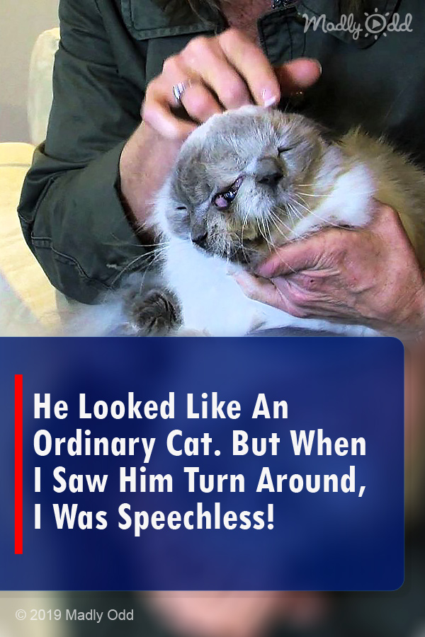 He Looked Like An Ordinary Cat. But When I Saw Him Turn Around, I Was Speechless!
