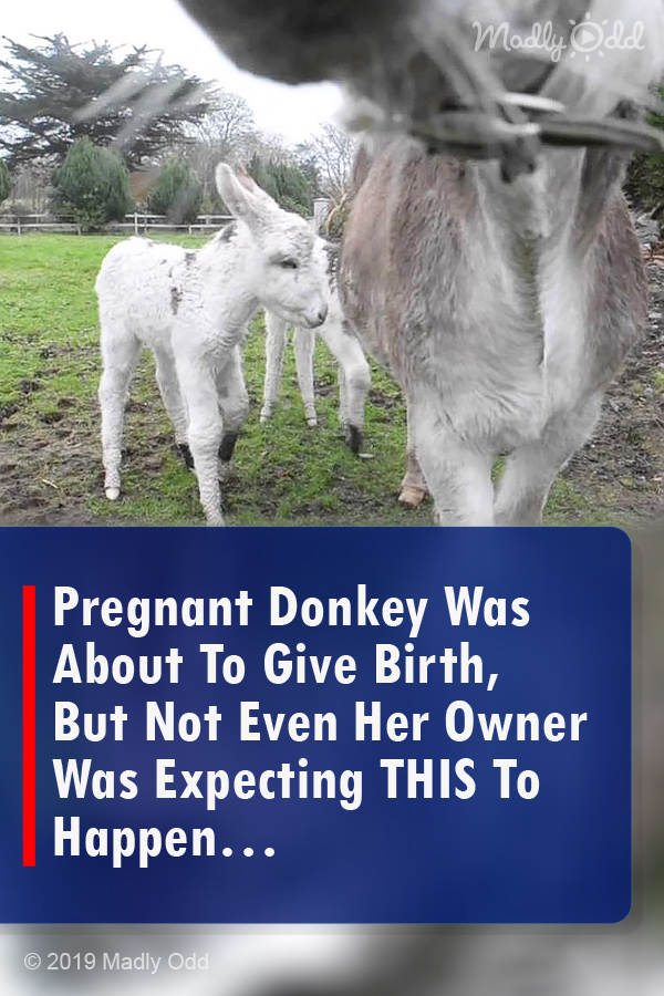 Pregnant Donkey Was About To Give Birth, But Not Even Her Owner Was Expecting THIS To Happen…