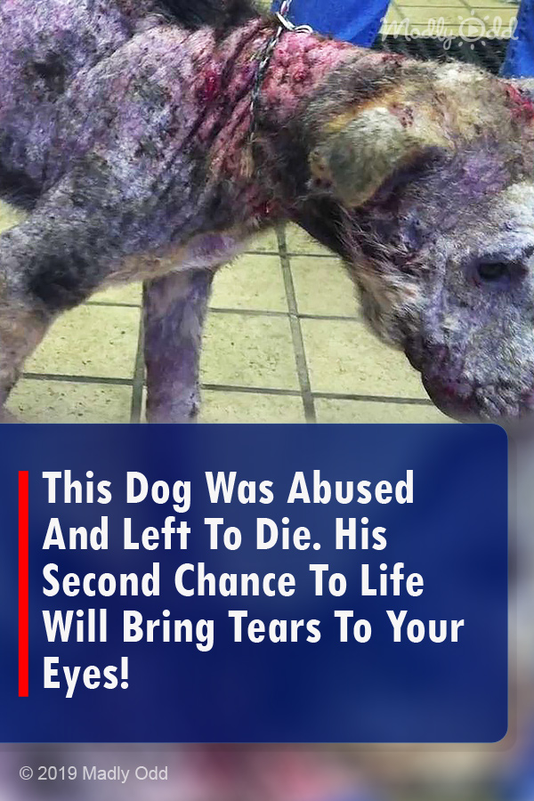 This Dog Was Abused And Left To Die. His Second Chance To Life Will Bring Tears To Your Eyes!