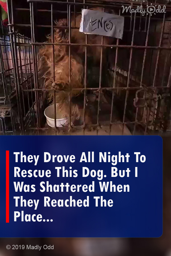 They Drove All Night To Rescue This Dog. But I Was Shattered When They Reached The Place...