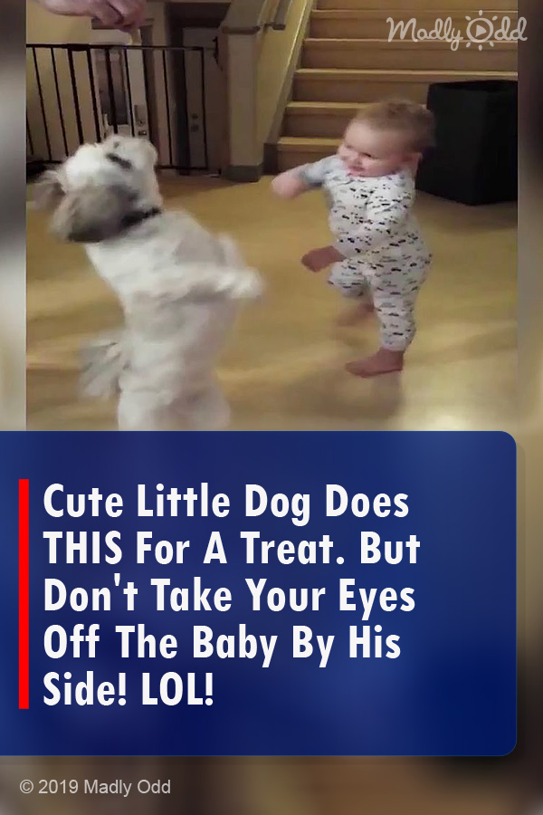 Cute Little Dog Does THIS For A Treat. But Don\'t Take Your Eyes Off The Baby By His Side! LOL!