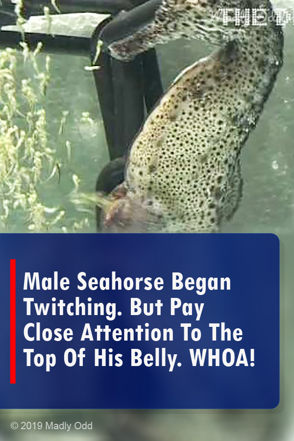 Male Seahorse Began Twitching. But Pay Close Attention To The Top Of His Belly. WHOA!