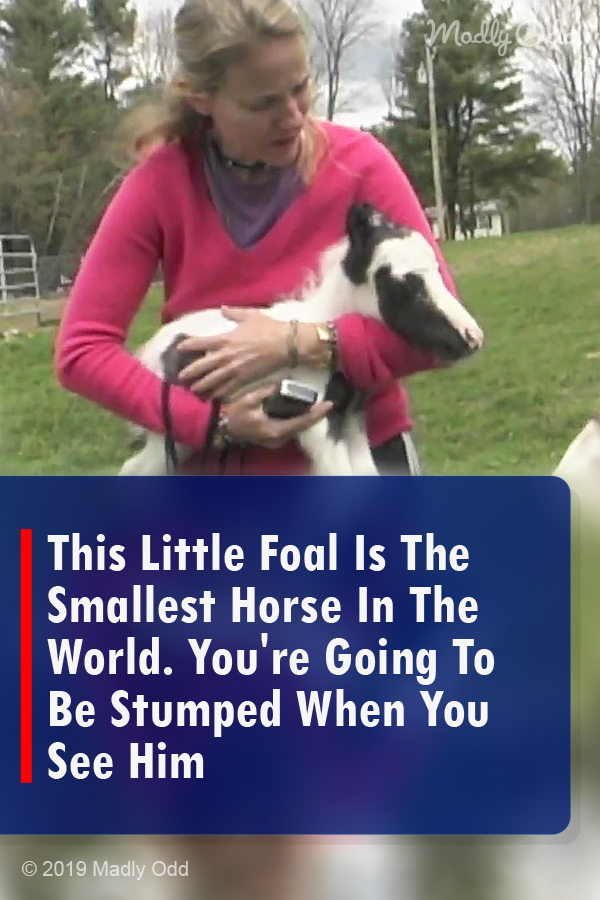 This Little Foal Is The Smallest Horse In The World. You\'re Going To Be Stumped When You See Him