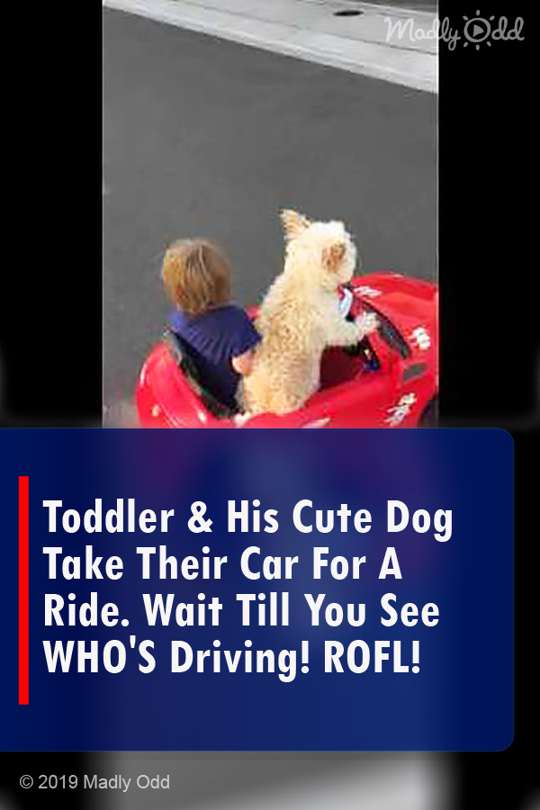 Toddler & His Cute Dog Take Their Car For A Ride. Wait Till You See WHO\'S Driving! ROFL!