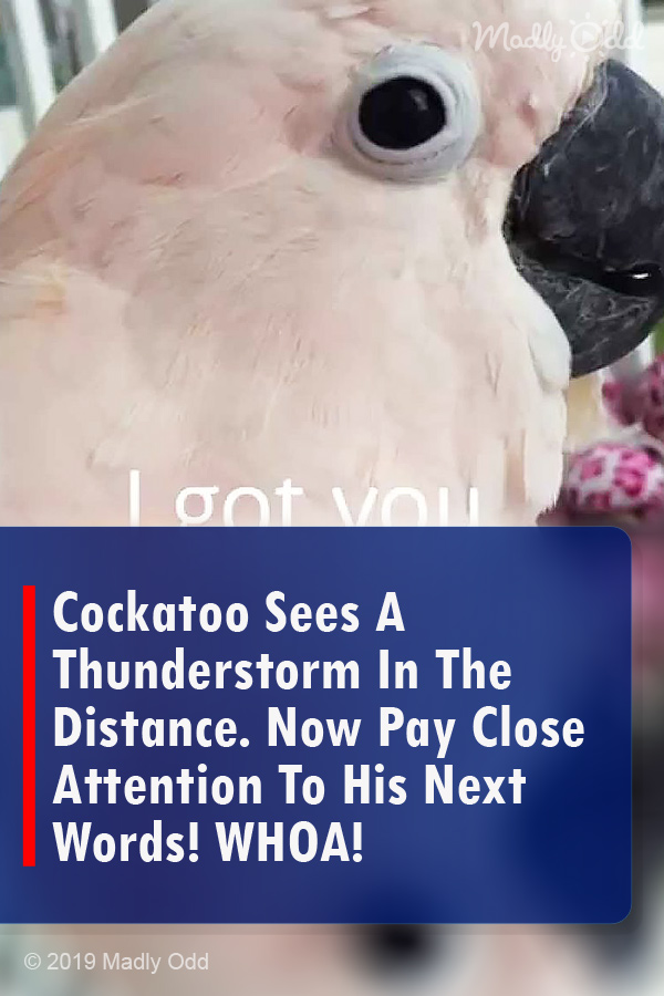 Cockatoo Sees A Thunderstorm In The Distance. Now Pay Close Attention To His Next Words! WHOA!