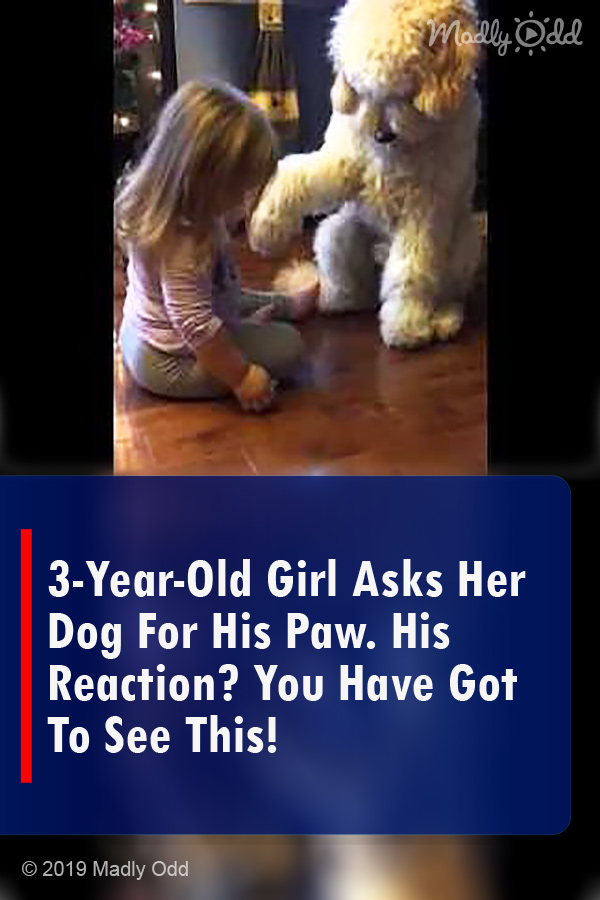 3-Year-Old Girl Asks Her Dog For His Paw. His Reaction? You Have Got To See This!