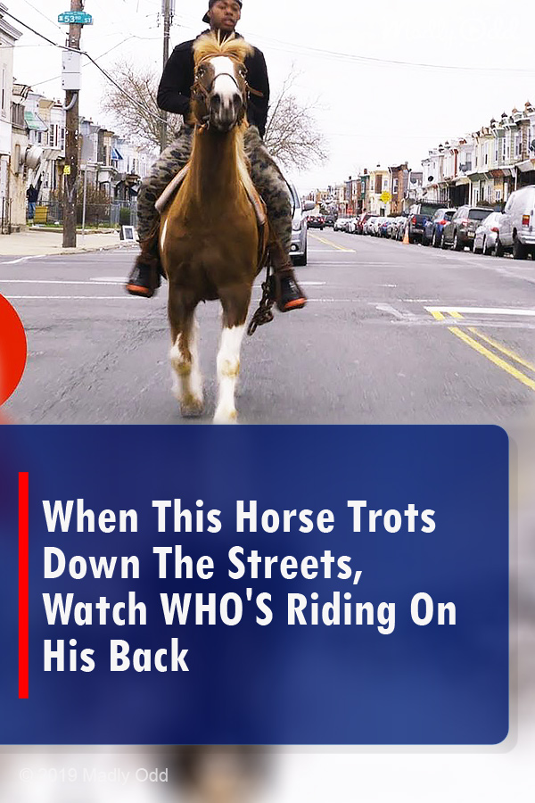 When This Horse Trots Down The Streets, Watch WHO\'S Riding On His Back