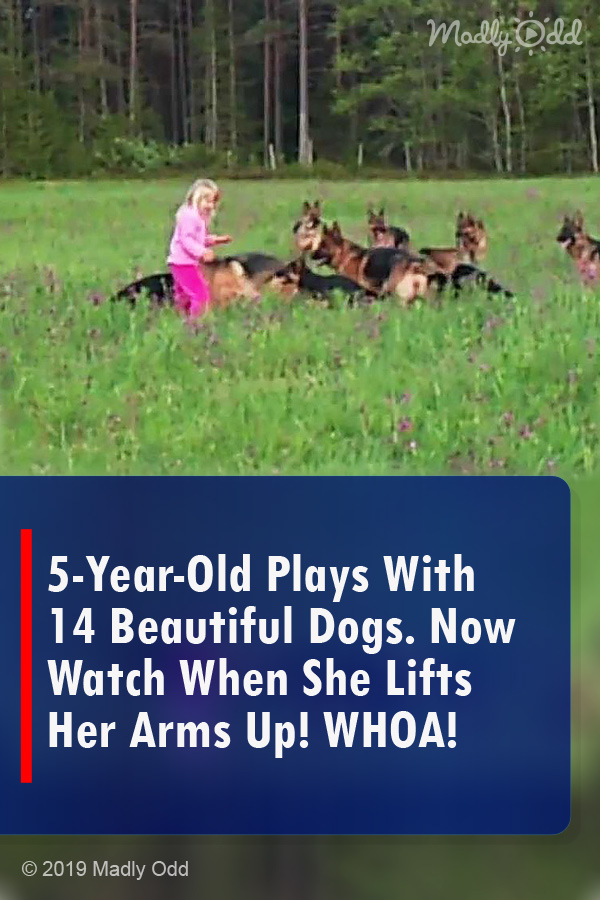 5-Year-Old Plays With 14 Beautiful Dogs. Now Watch When She Lifts Her Arms Up! WHOA!