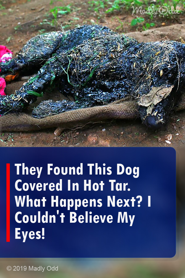They Found This Dog Covered In Hot Tar. What Happens Next? I Couldn\'t Believe My Eyes!
