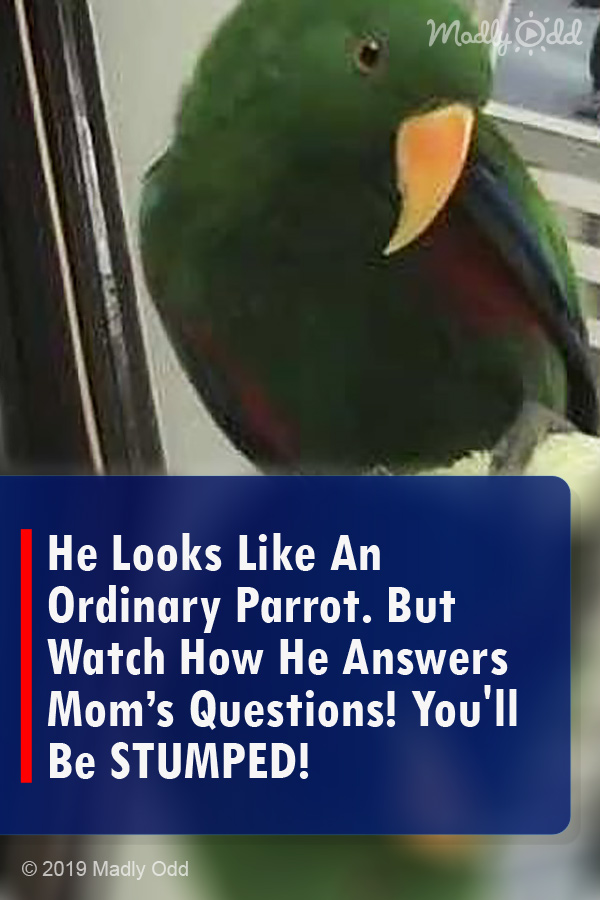 He Looks Like An Ordinary Parrot. But Watch How He Answers Mom’s Questions! You\'ll Be STUMPED!