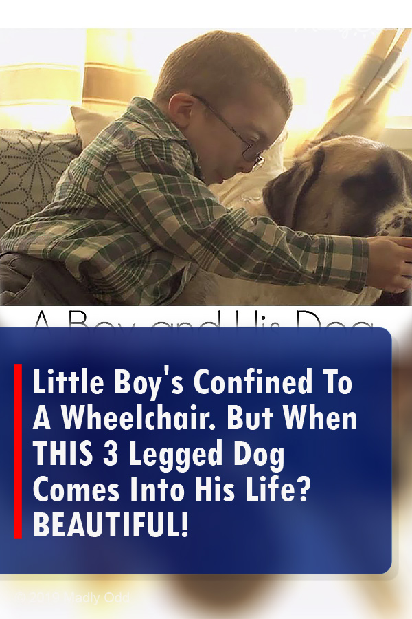 Little Boy\'s Confined To A Wheelchair. But When THIS 3 Legged Dog Comes Into His Life? BEAUTIFUL!