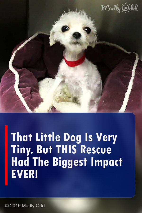 That Little Dog Is Very Tiny. But THIS Rescue Had The Biggest Impact EVER!
