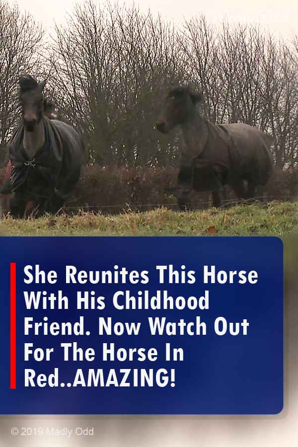 She Reunites This Horse With His Childhood Friend. Now Watch Out For The Horse In Red..AMAZING!
