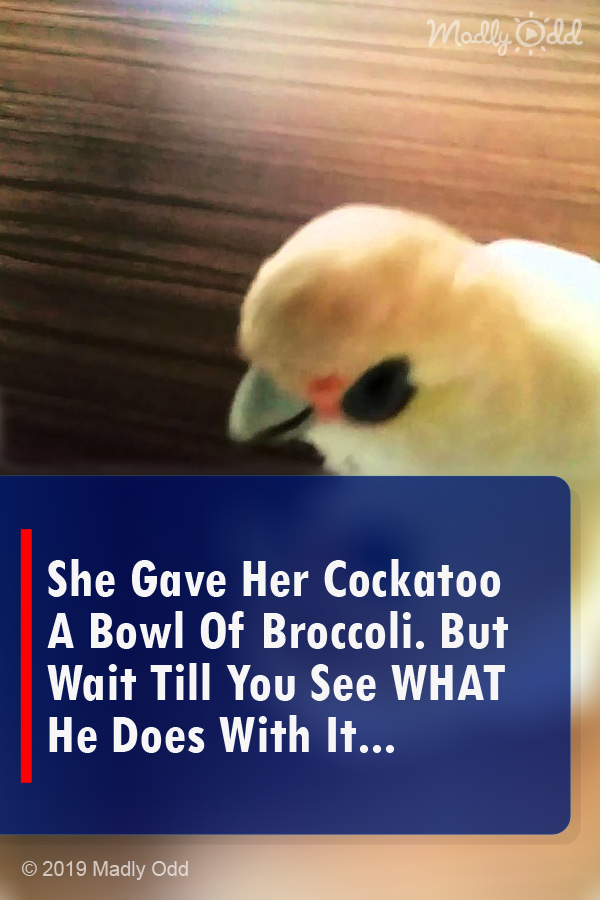 She Gave Her Cockatoo A Bowl Of Broccoli. But Wait Till You See WHAT He Does With It...