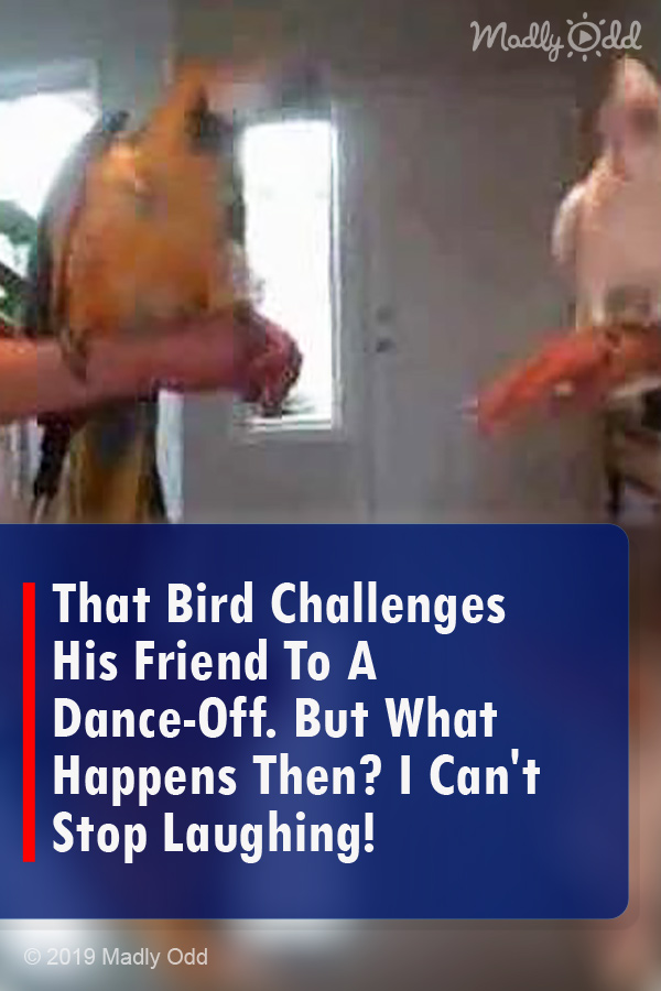 That Bird Challenges His Friend To A Dance-Off. But What Happens Then? I Can\'t Stop Laughing!