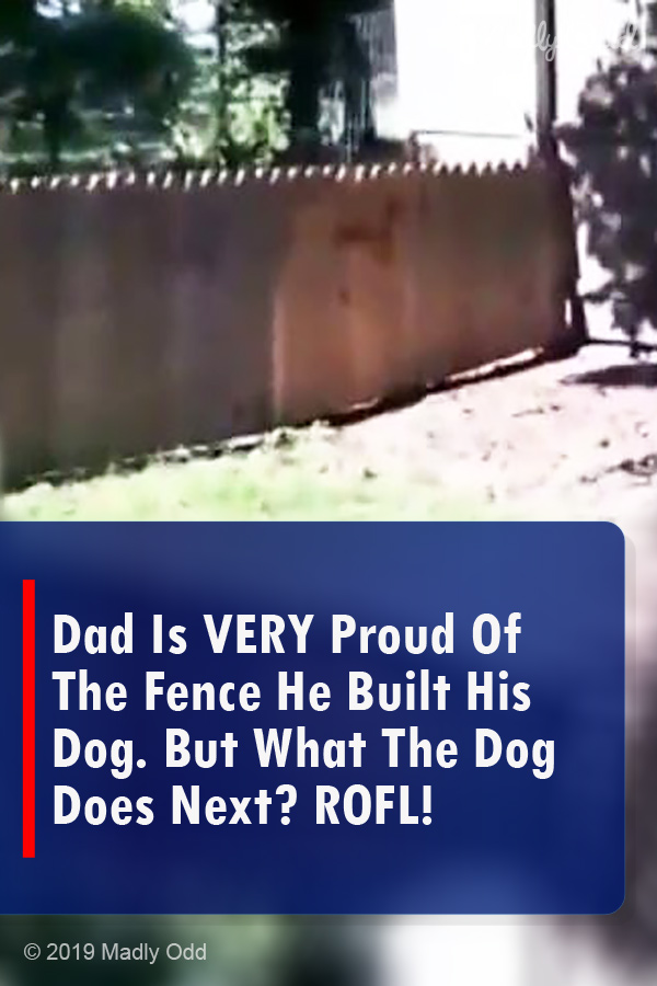 Dad Is VERY Proud Of The Fence He Built His Dog. But What The Dog Does Next? ROFL!