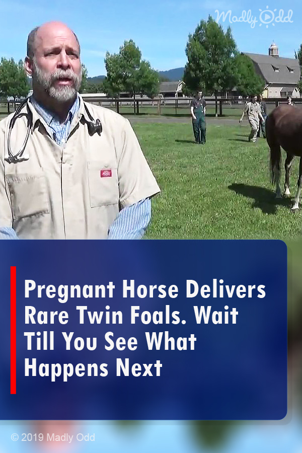 Pregnant Horse Delivers Rare Twin Foals. Wait Till You See What Happens Next