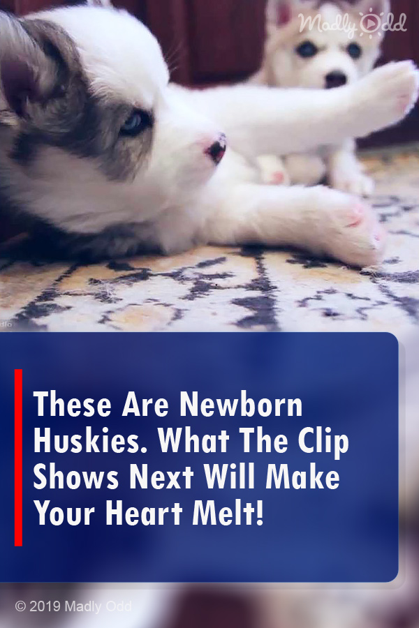 These Are Newborn Huskies. What The Clip Shows Next Will Make Your Heart Melt!