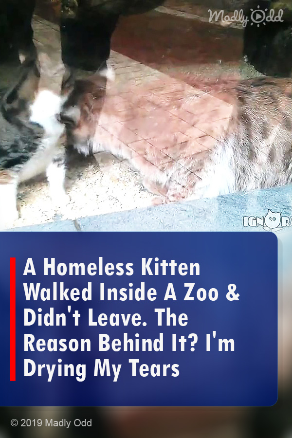 A Homeless Kitten Walked Inside A Zoo & Didn\'t Leave. The Reason Behind It? I\'m Drying My Tears