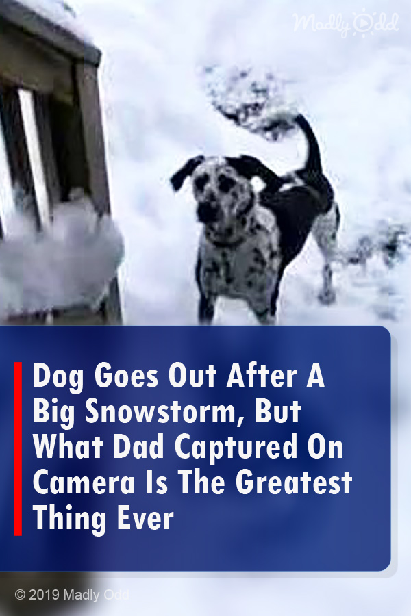 Dog Goes Out After A Big Snowstorm, But What Dad Captured On Camera Is The Greatest Thing Ever