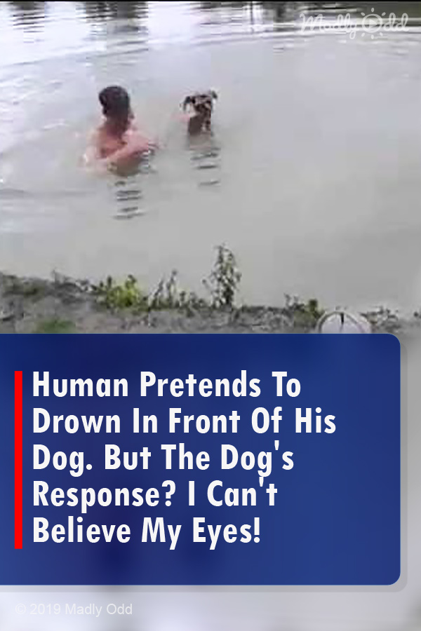 Human Pretends To Drown In Front Of His Dog. But The Dog\'s Response? I Can\'t Believe My Eyes!