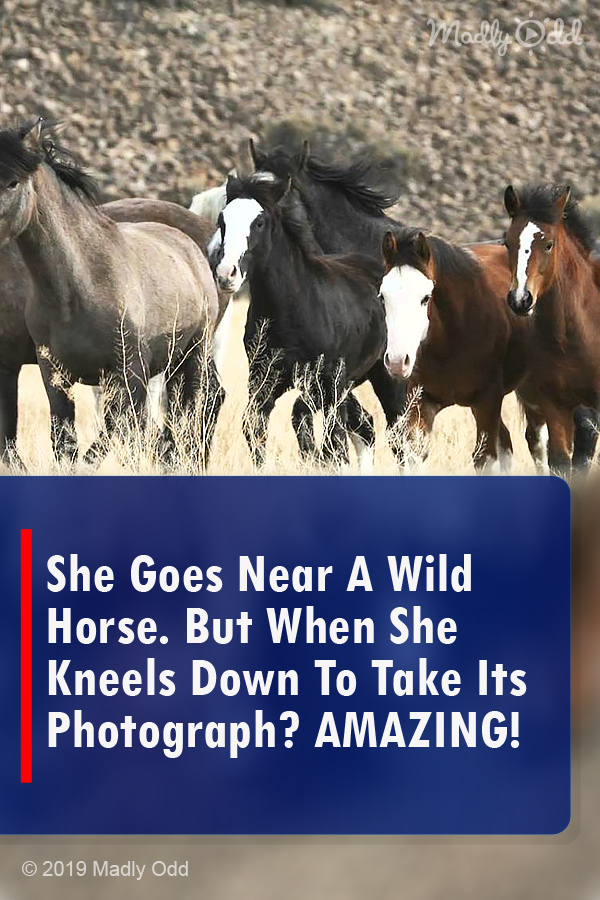 She Goes Near A Wild Horse. But When She Kneels Down To Take Its Photograph? AMAZING!