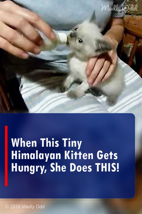When This Tiny Himalayan Kitten Gets Hungry, She Does THIS!