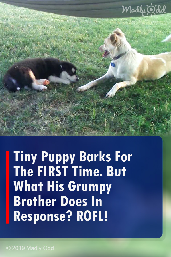 Tiny Puppy Barks For The FIRST Time. But What His Grumpy Brother Does In Response? ROFL!