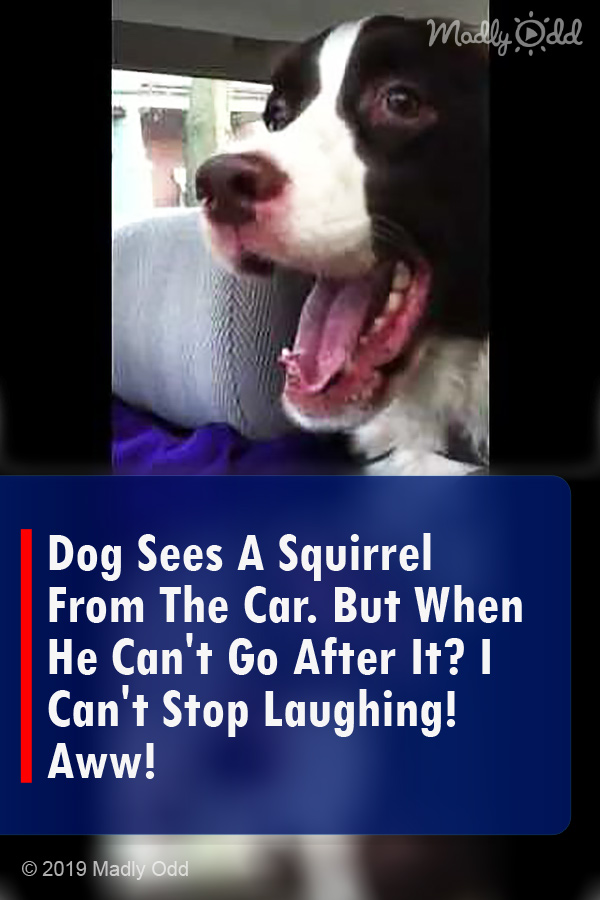 Dog Sees A Squirrel From The Car. But When He Can\'t Go After It? I Can\'t Stop Laughing! Aww!