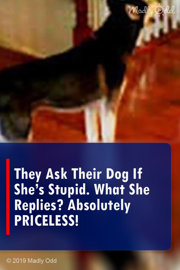 They Ask Their Dog If She’s Stupid. What She Replies? Absolutely PRICELESS!