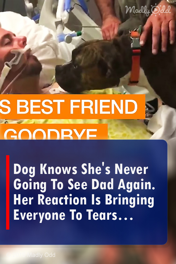 Dog Knows She\'s Never Going To See Dad Again. Her Reaction Is Bringing Everyone To Tears…