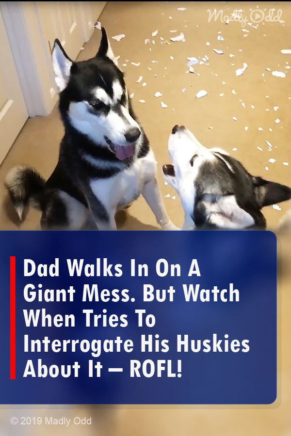 Dad Walks In On A Giant Mess. But Watch When Tries To Interrogate His Huskies About It – ROFL!