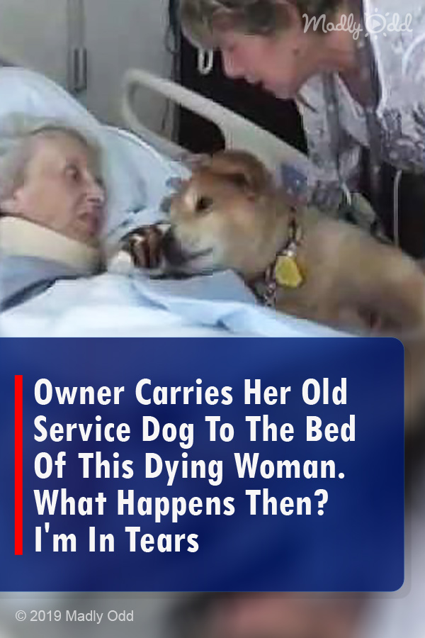 Owner Carries Her Old Service Dog To The Bed Of This Dying Woman. What Happens Then? I\'m In Tears
