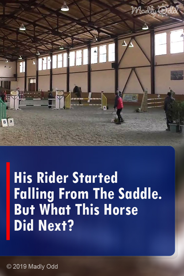 His Rider Started Falling From The Saddle. But What This Horse Did Next?