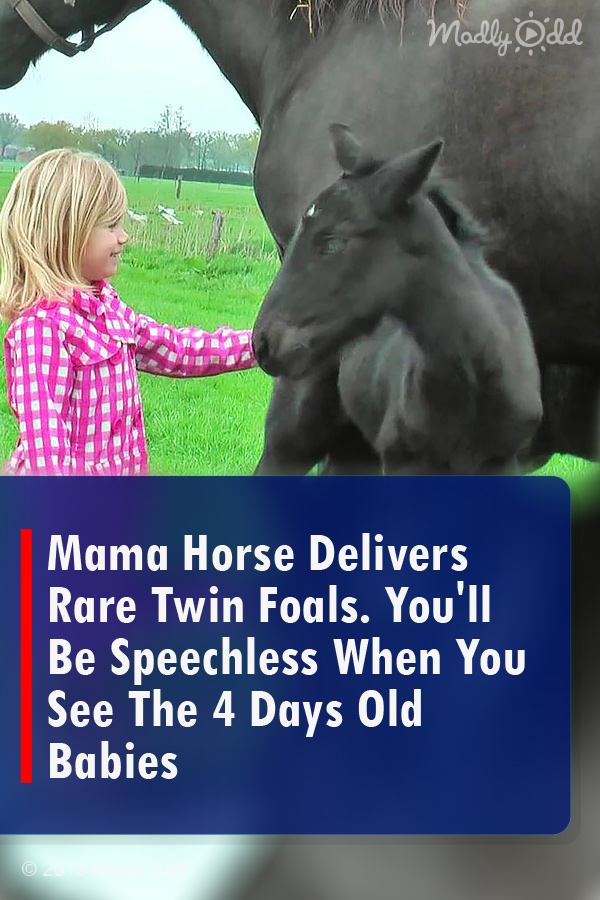 Mama Horse Delivers Rare Twin Foals. You\'ll Be Speechless When You See The 4 Days Old Babies