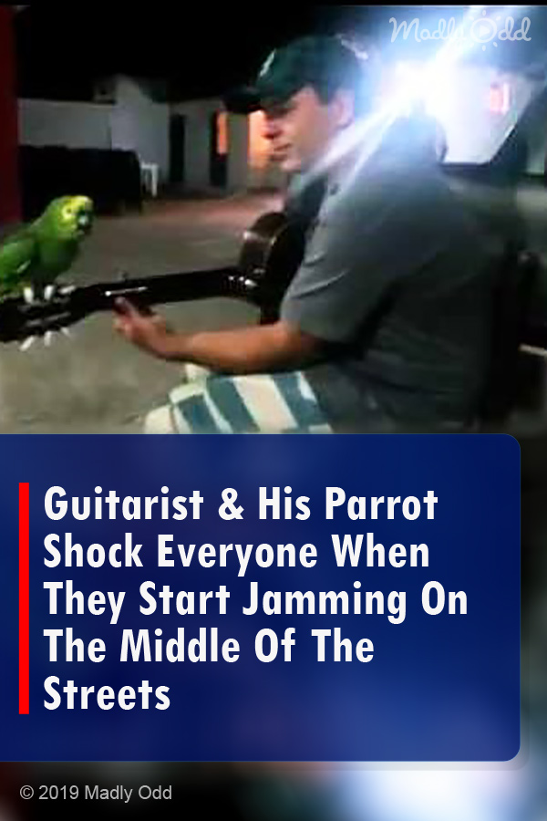 Guitarist & His Parrot Shock Everyone When They Start Jamming On The Middle Of The Streets
