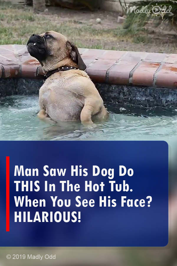 Man Saw His Dog Do THIS In The Hot Tub. When You See His Face? HILARIOUS!