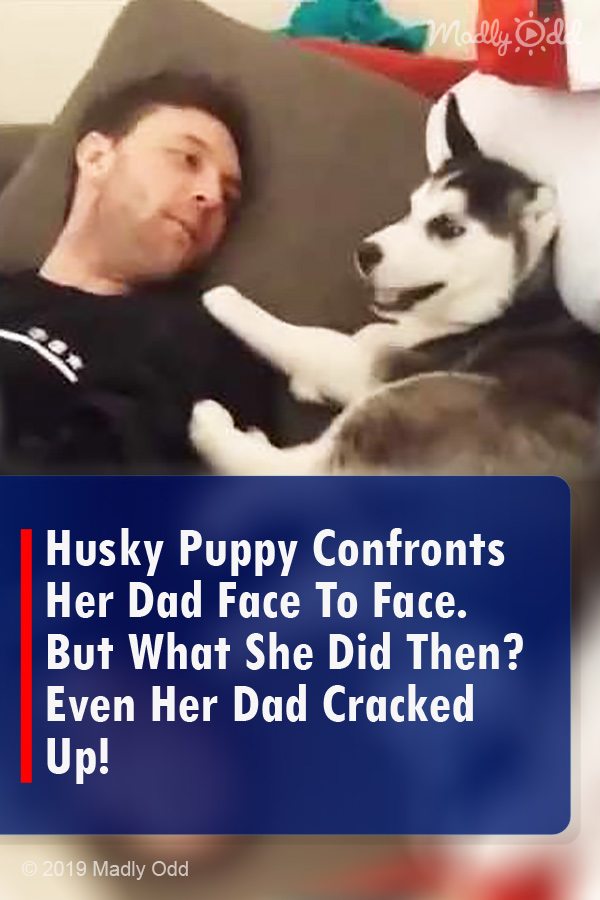 Husky Puppy Confronts Her Dad Face To Face. But What She Did Then? Even Her Dad Cracked Up!