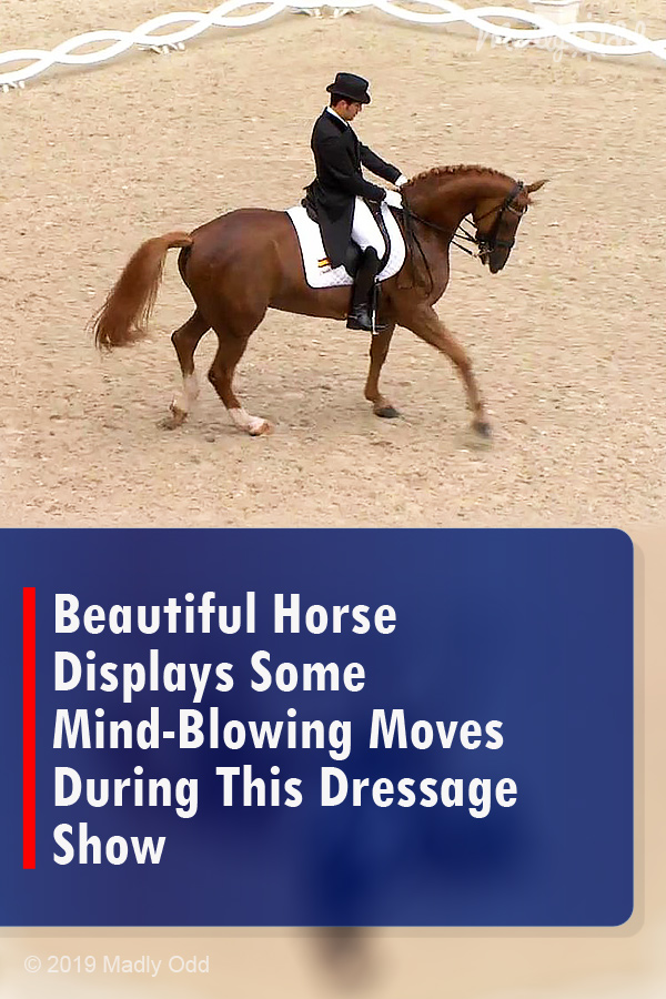 Beautiful Horse Displays Some Mind-Blowing Moves During This Dressage Show