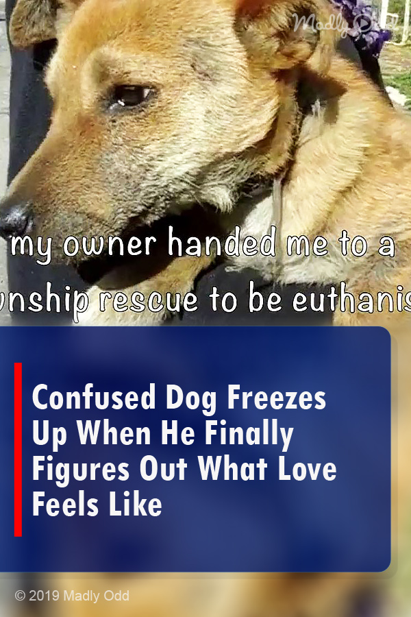 Confused Dog Freezes Up When He Finally Figures Out What Love Feels Like